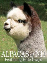 Alpacas of NH at Sleeping Monk Farm
