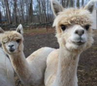 Kave Rock Alpaca Farm