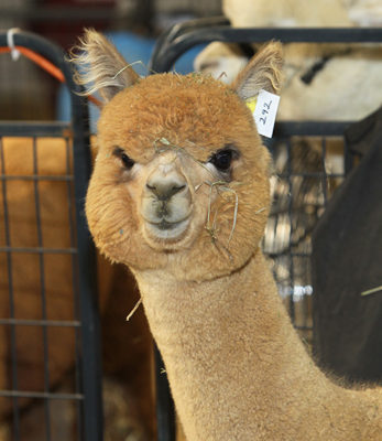 Alpaca Showtacular hosted by NEAOBA and EAA