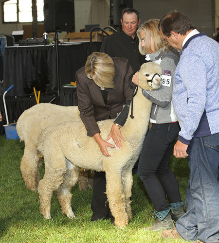 Alpaca Showtacular hosted by NEAOBA and EAA