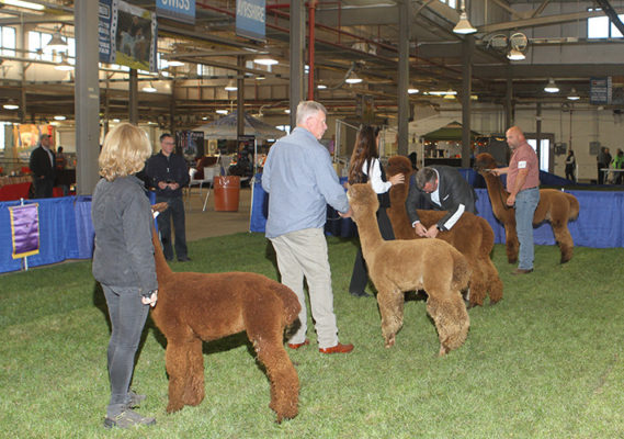 Alpaca Showtacular hosted by NEAOBA and EAA