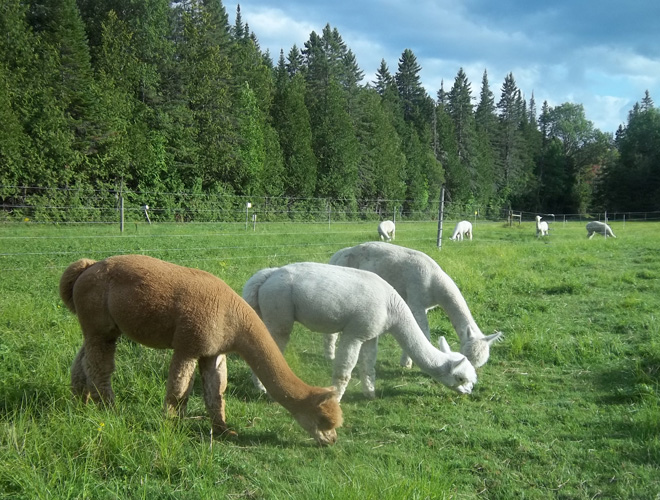 Alpacas grazing in field