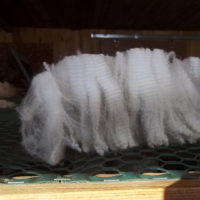 Snowshoe Farm Alpacas