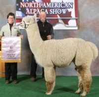 Snowshoe Farm Alpacas