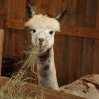 Snowshoe Farm Alpacas