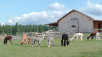 Snowshoe Farm Alpacas