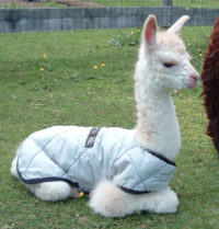Snowshoe Farm Alpacas