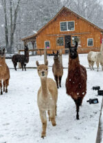 Great East Alpacas & Llamas