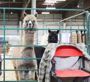 NEAOBA fall alpaca shows