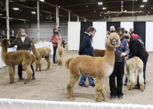 NEAOBA fall alpaca shows 2020