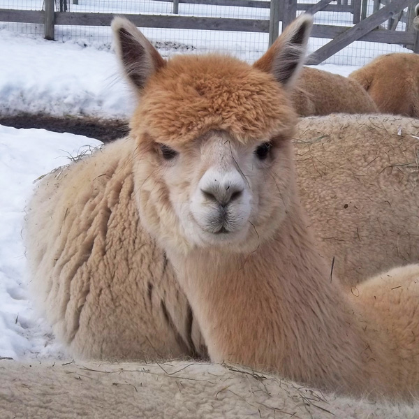 NEAOBA - New England Alpaca Owners & Breeders Association
