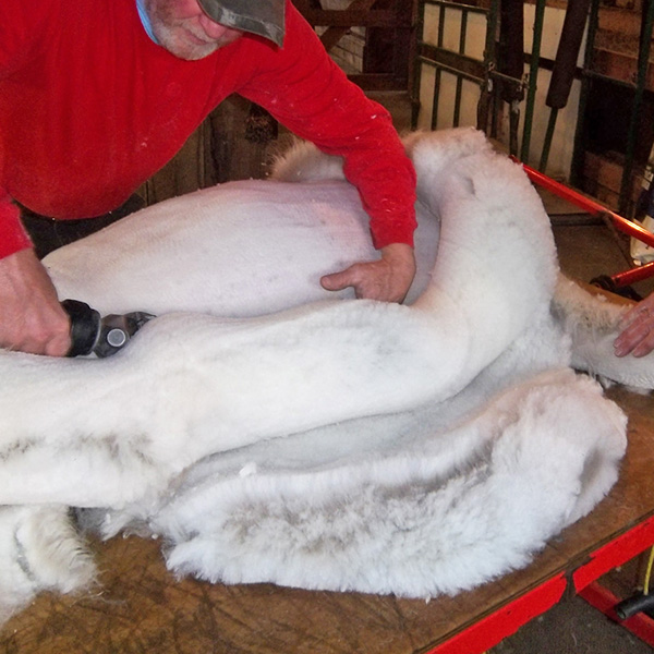 Alpaca-shearing