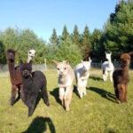 Alpacas at Holistic Farms