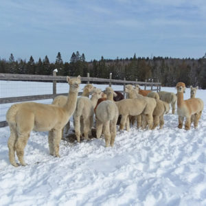 alpacas in winter