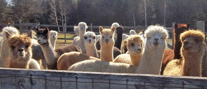 NEAOBA Summer Fest 2022