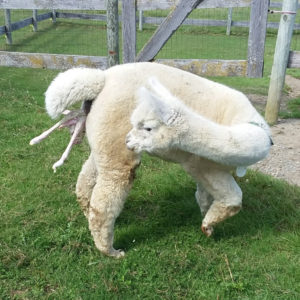 Alpaca neo-natal seminar with Dr Cheryl DeWitt - sponsored by NEAOBA