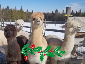 New England Alpaca Owners and Breeders Assoc