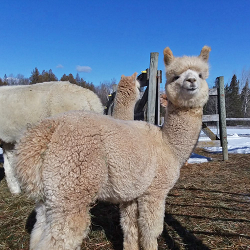 alpacas