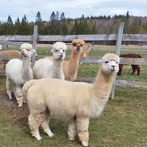 Alpacas. Visit a NEAOBA member farm.