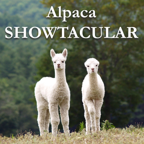 Alpaca Showtacular, Syracuse, NY