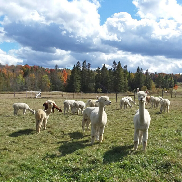 Visit an alpaca farm on national Alpaca Farm Days