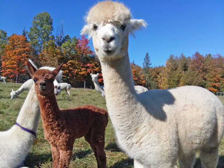 Alpacas on a NEAOBA member's farm