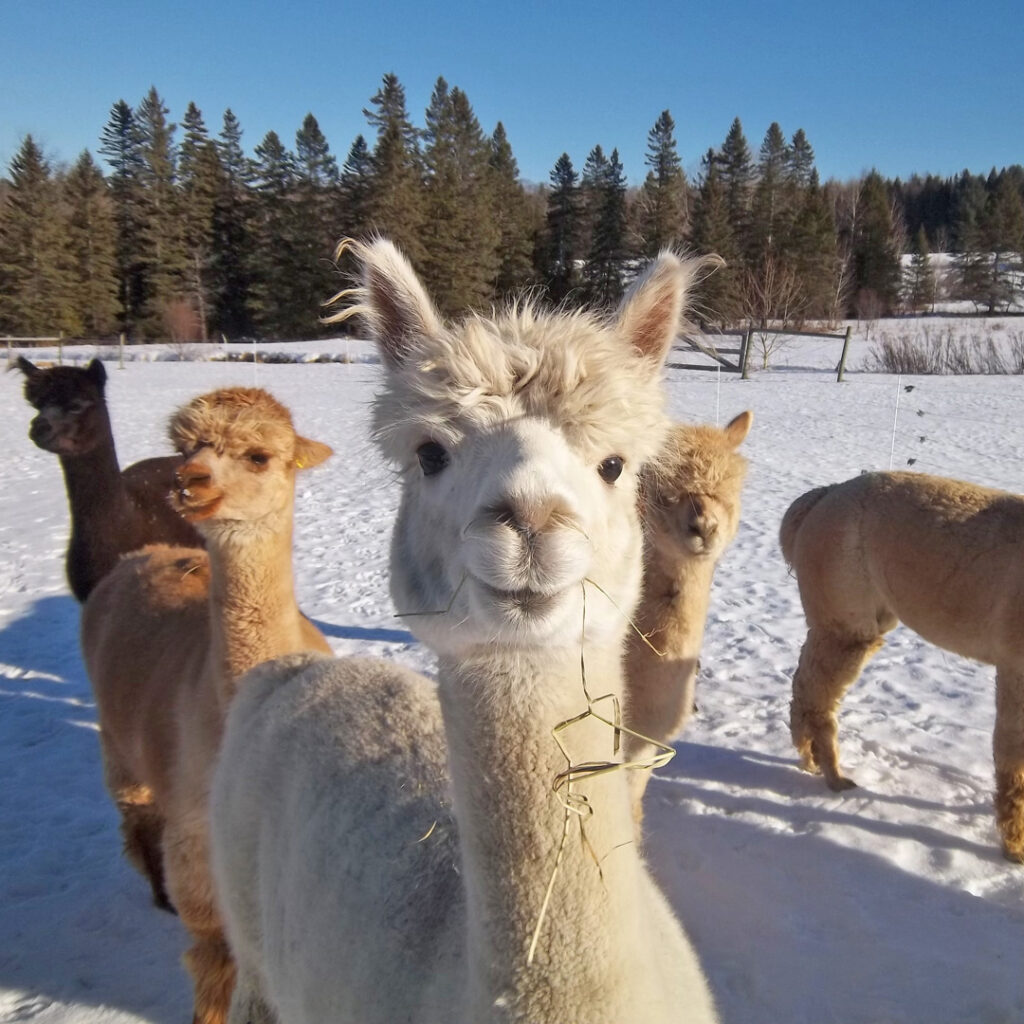 Alpacas in snowy field - New England Alpaca Owners & Breeders Assoc 30th Anniversary