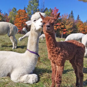 Free seminar: Alpacas 101 - presented by NEAOBA