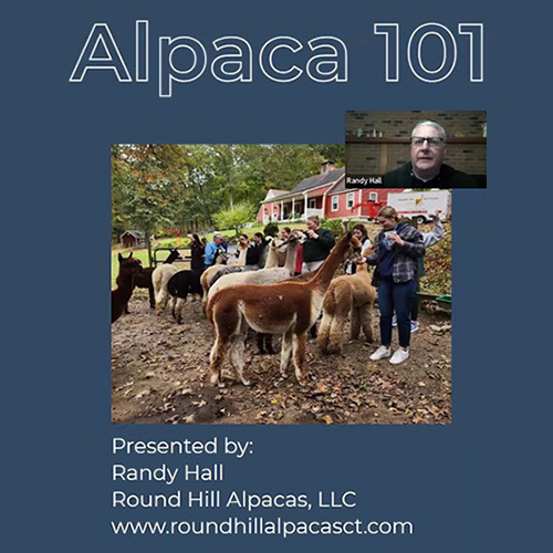 Alpacas 101 Zoom seminar with Randy Hall for NEAOBA