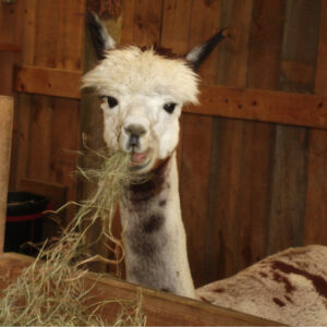 Free seminar on alpaca nutrition with Poulin Grain Co and NEAOBA