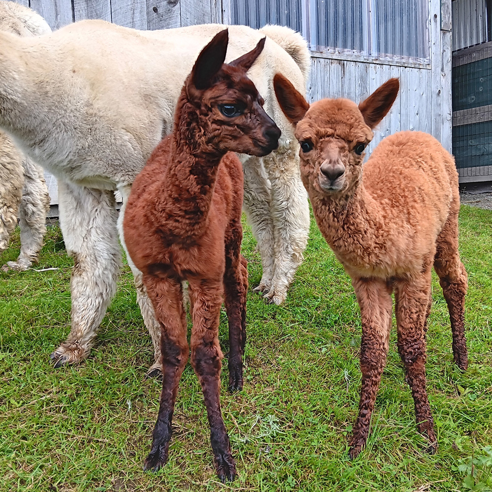 Alpaca crias - join or renew your NEAOBA membership