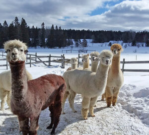 Alpacas in winter - NEAOBA