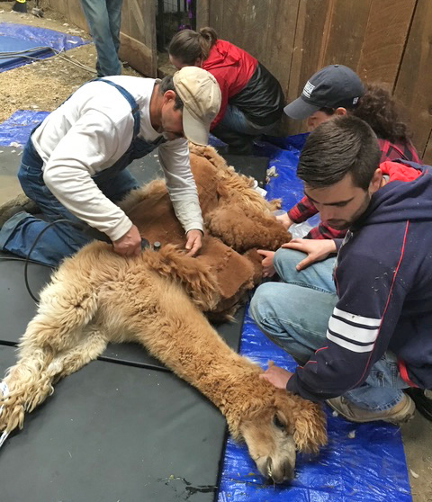 NEAOBA alpaca shearing seminar with Keith Tetreault