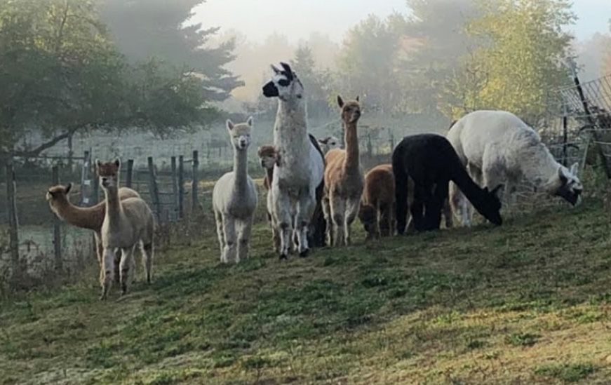 Llamas and alpacas at Annual Spring Fling at Plain View Farm, Hubbardston, MA