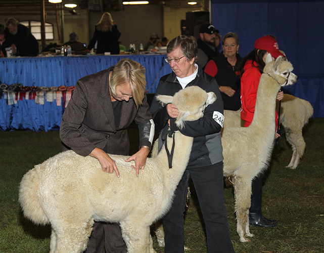 Alpaca Showtacular judging